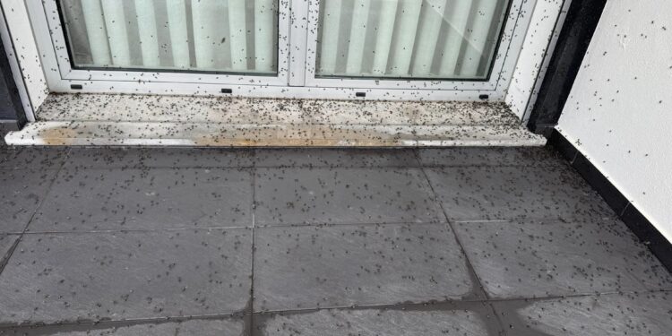 Populações de Leiria e de Pombal queixam-se de invasão de moscas